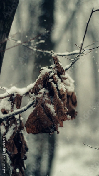 Obraz tree in the snow