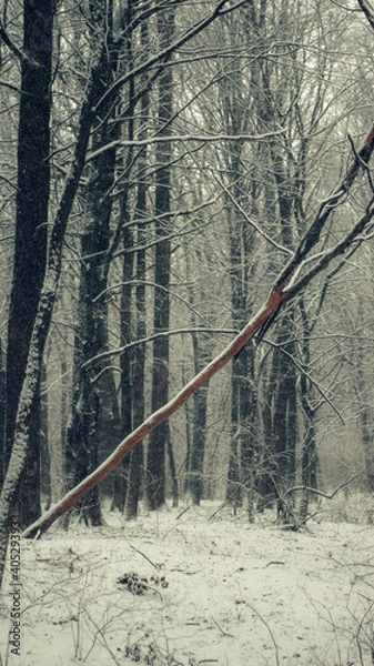 Obraz winter in the forest