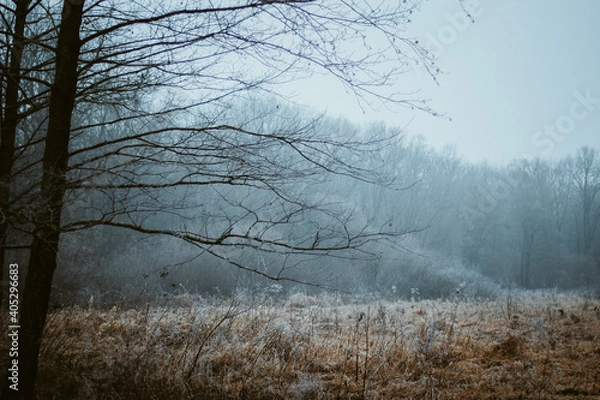 Obraz fog in the forest