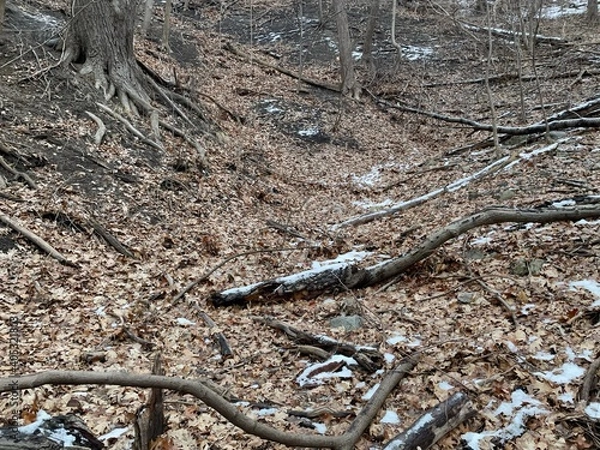 Obraz autumn forest floor