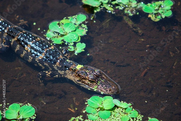 Fototapeta small baby alligator in the water