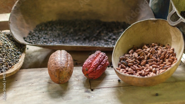 Obraz Cocoa-the main ingredient for chocolate
