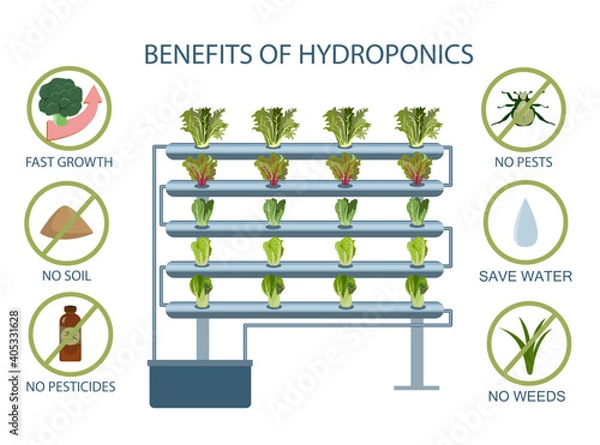 Obraz infographic of the benefit of hydroponic growing vegetables.