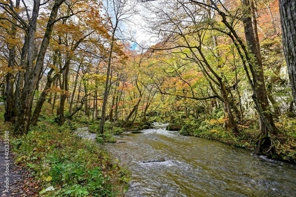 Fototapeta 晩秋の奥入瀬渓流の紅葉情景＠青森
