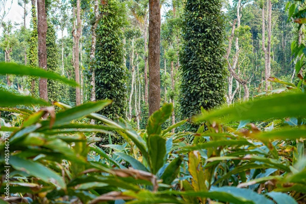 Obraz Spice plantation in India: black pepper plants climb trees seen through cardamom thicket (blurred leaves in the foreground). Kumily, Kerala State.