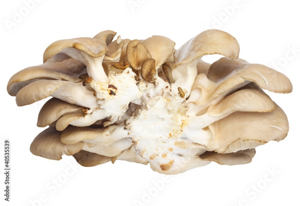 Fototapeta Oyster mushrooms on a white background