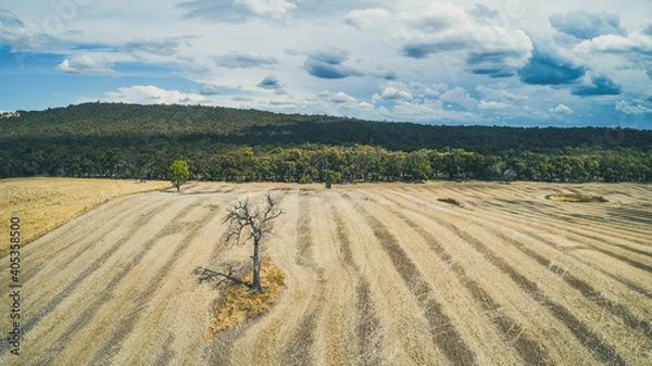Fototapeta Lone bare tree in the field in Australia - aerial panorama