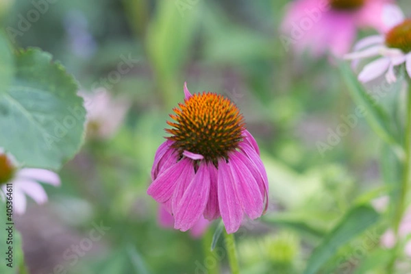 Obraz closeup flower