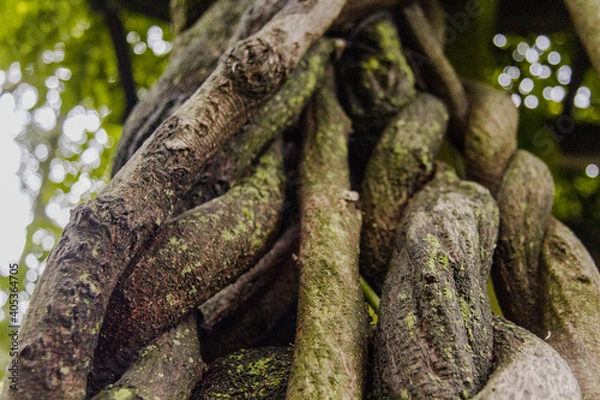 Obraz roots in the forest