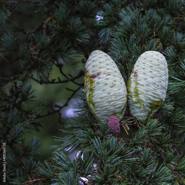 Obraz Pine Tree with cones