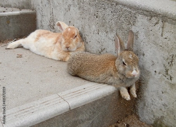 Fototapeta 日本の広島県大久野島、別名うさぎ島