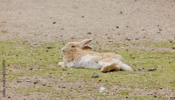 Fototapeta 日本の広島県大久野島、別名うさぎ島