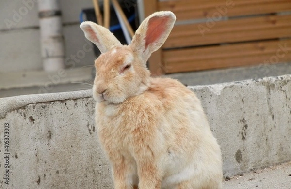 Fototapeta 日本の広島県大久野島、別名うさぎ島