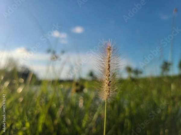 Fototapeta Singled out