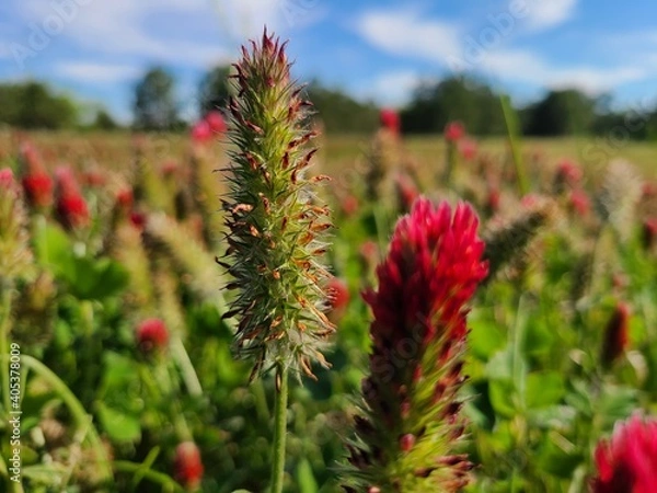 Fototapeta Blossoming bunch 