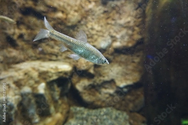 Fototapeta フィッシュ