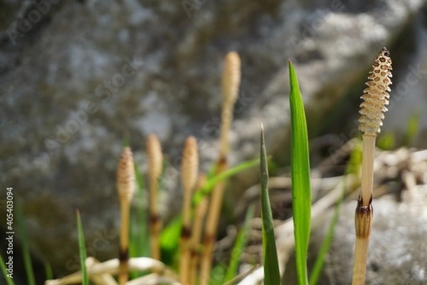 Fototapeta つくしんぼ