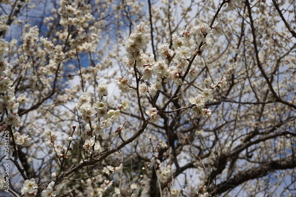 Fototapeta 見上げた梅の花と青空