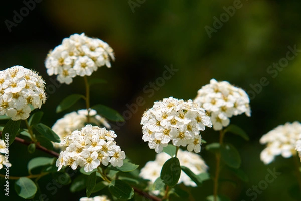 Fototapeta Close up of large branch with delicate white flowers of Spiraea nipponica Snowmound
