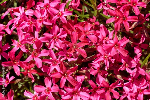 Obraz Gilliflower in the park, Macro gilliflower. Flora, background