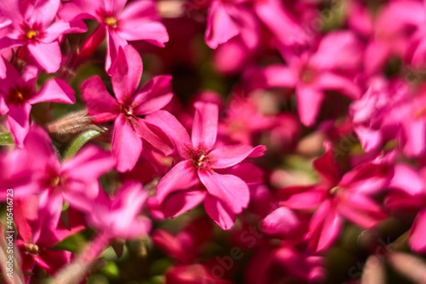 Obraz Gilliflower in the park, Macro gilliflower. Flora, background