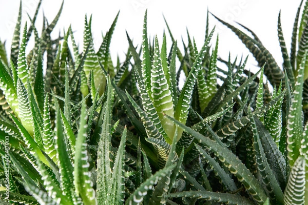 Obraz Attenuate Haworthia Flower or Zebra Plant Sample Isolated on Green Background