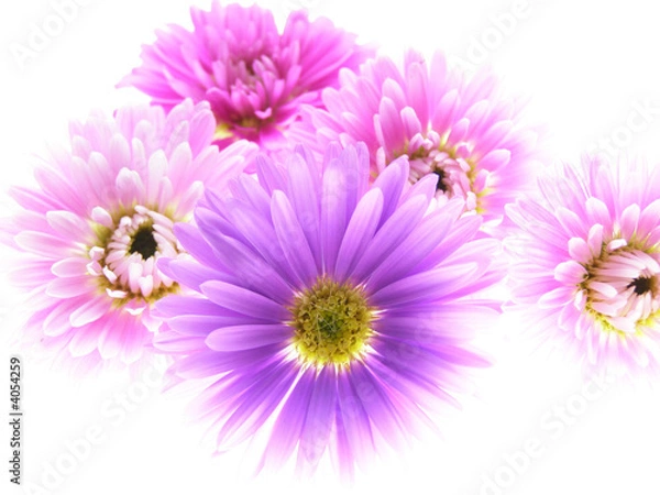 Obraz colorful asters