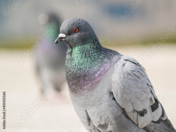 Obraz Retrato de uma pomba comum