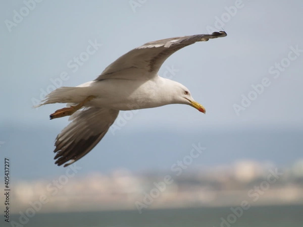 Obraz Gaivota a voar