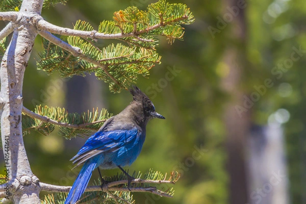 Obraz blue jay on a branch
