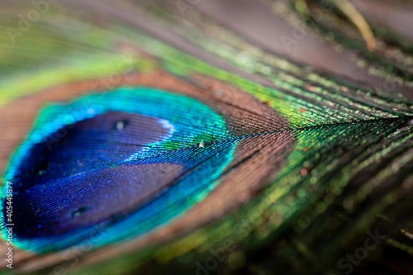 Fototapeta Macro photo of a peacock's feather. Photo with selective focus.