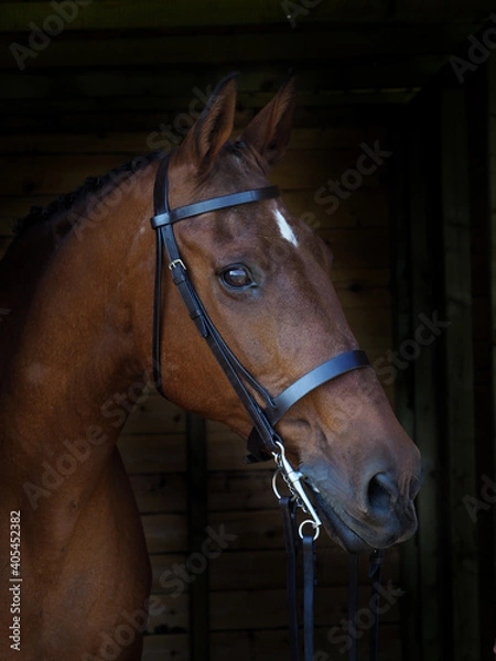 Obraz Bay Horse Headshot