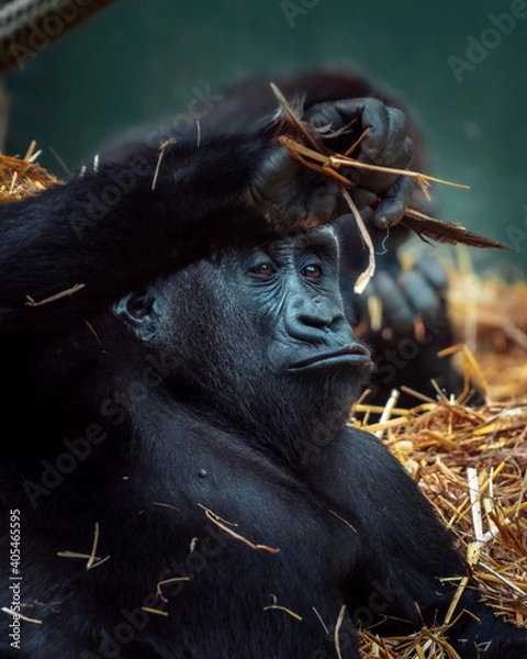 Obraz Curious Ape Playing With Straw Close Up 