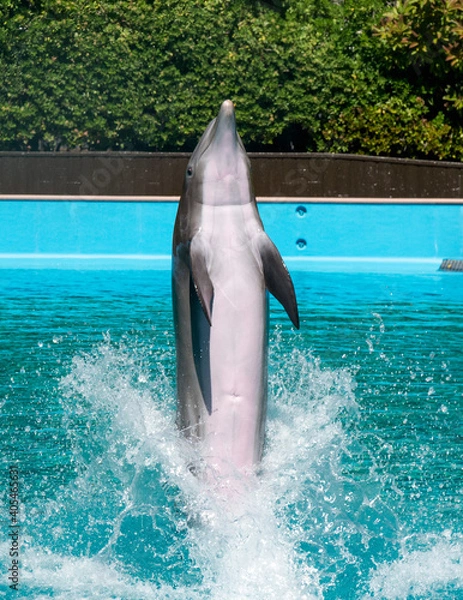 Obraz Dolphin performing tricks at dolphin show 
