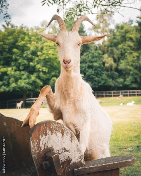 Obraz Funny white goat posing on park bench 