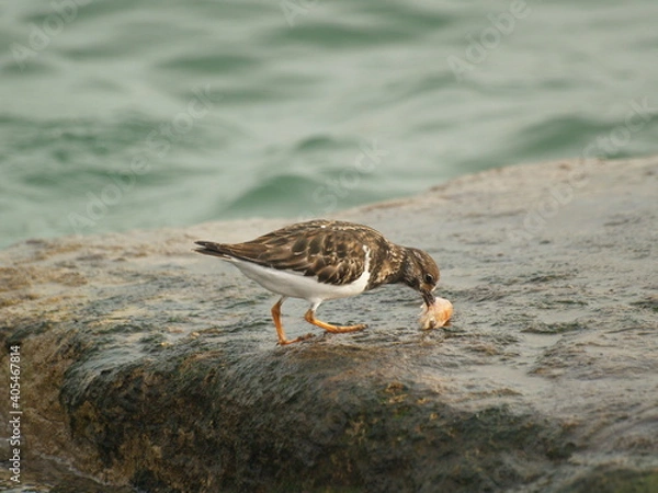 Obraz Ave alimentando-se de camarão