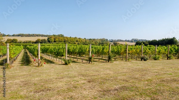 Obraz Wine Making Vineyard in Summer 