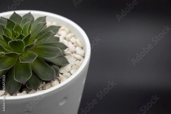 Obraz Suculenta num vaso branco com pedrinhas