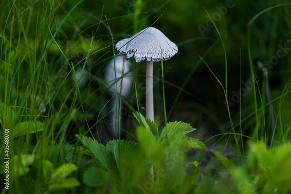 Obraz white mushroom on grass