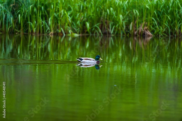 Obraz duck on the lake