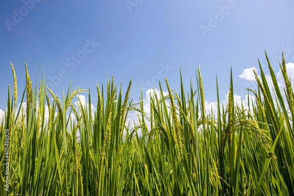 Obraz green rice and blue sky with cloud background