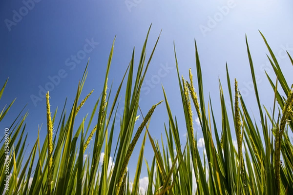 Obraz green rice and blue sky with cloud background