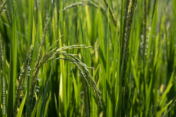 Obraz green rice field
