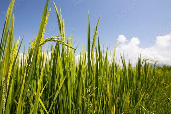 Obraz green rice and blue sky with cloud background