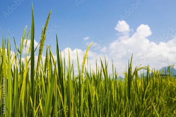 Obraz green rice and blue sky with cloud background