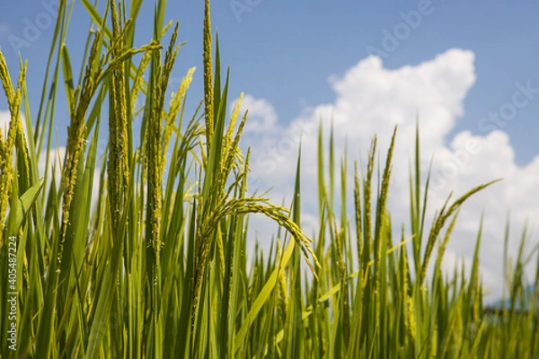 Obraz green rice and blue sky with cloud background