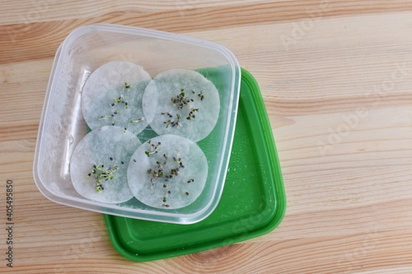 Obraz Basil seed germination on wet cotton pad. Seedling preparation of basil. Spring. Harvest.	
