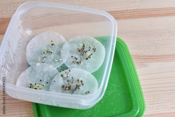 Fototapeta Basil seed germination on wet cotton pad. Seedling preparation of basil. Spring. Harvest.	
