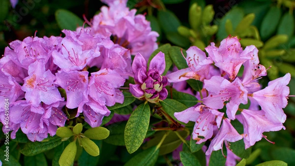 Fototapeta Rhododendron purple. Bud, blooming and seeing, all stages of flower growth in one photo. Azalea soda. Dew drops on flowers