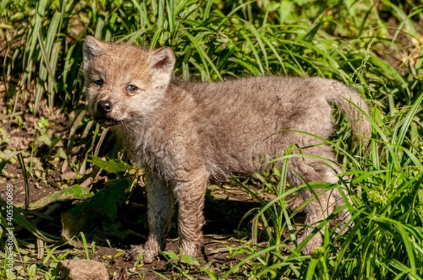 Obraz Arctc Wolf Pup